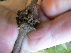 Dryocosmus asymmetricus