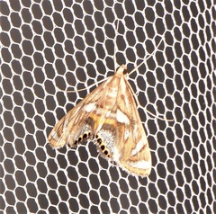 Margarosticha euprepialis