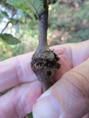 Dryocosmus asymmetricus