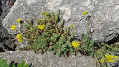 Petrosedum orientale