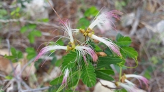 Calliandra eriophylla
