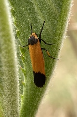 Lepista pandula