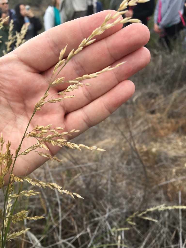 smallflower melicgrass from Diamond Bar, CA 91765, Diamond Bar, CA, US
