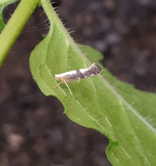 Argyresthia spinosella