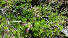 Calliandra eriophylla