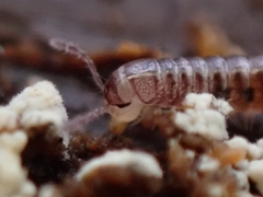 Proteroiulus fuscus