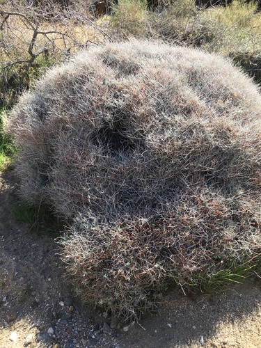 Eriogonum wrightii var. nodosum