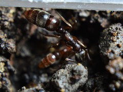 Leptogenys elongata
