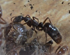Leptogenys elongata