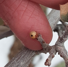 Andricus coconinoensis