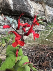 Salvia rubriflora