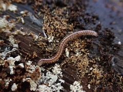 Proteroiulus fuscus
