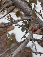 Andricus coconinoensis