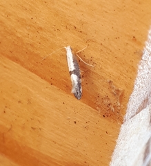 Argyresthia spinosella