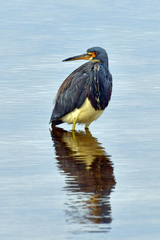 Egretta tricolor image