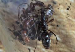 Leptogenys elongata