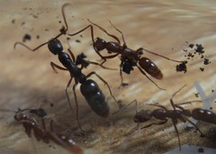 Leptogenys elongata