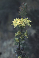 Petrophile chrysantha