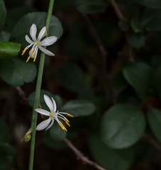 Chlorophytum comosum