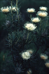 Banksia carlinoides