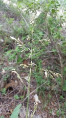 Melica nitens