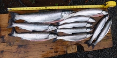 Salvelinus malma