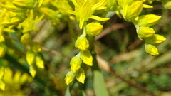 Petrosedum orientale