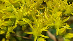 Petrosedum orientale