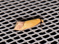 Chrysonoma paracycla