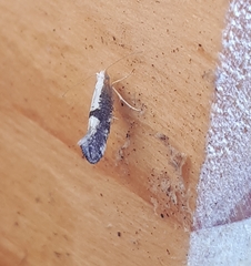 Argyresthia spinosella