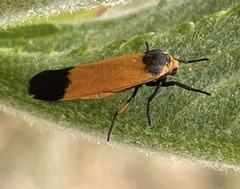 Lepista pandula