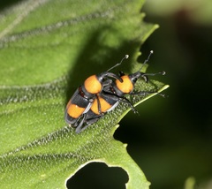 Rhodobaenus augustinus