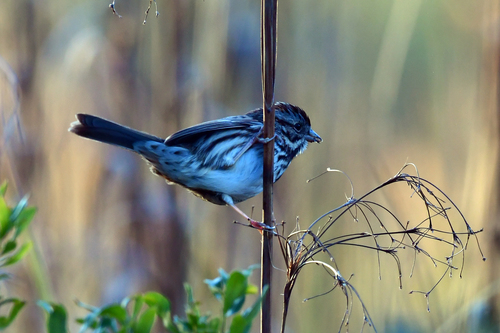 Song Sparrow photographed in Florida