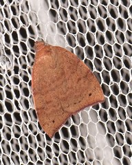 Detounda leptoplasta