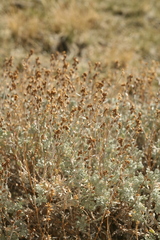 Artemisia rothrockii