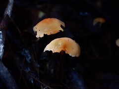 Marasmius elegans