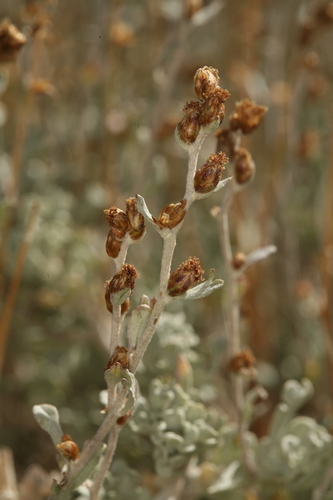 Image of Timberline Sagebrush (Artemisia rothrockii) by (c) Steve Matson, some rights reserved (CC BY)