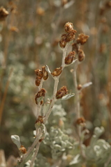 Artemisia rothrockii