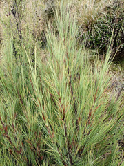 Dracophyllum acerosum