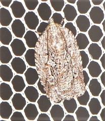 Acropolitis canana