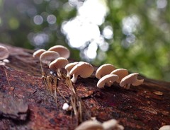 Panellus luxfilamentus