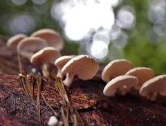 Panellus luxfilamentus