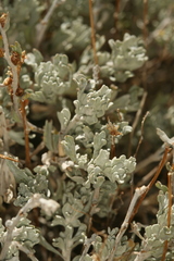 Artemisia rothrockii
