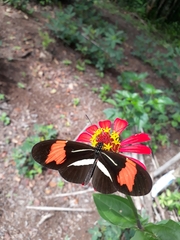 Heliconius besckei