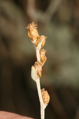 Artemisia rothrockii