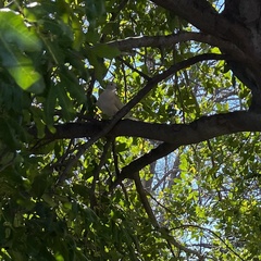 Streptopelia decaocto