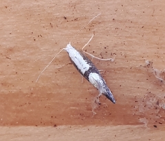 Argyresthia spinosella