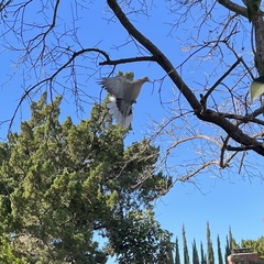 Streptopelia decaocto