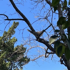 Streptopelia decaocto