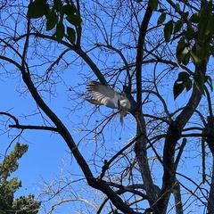 Streptopelia decaocto